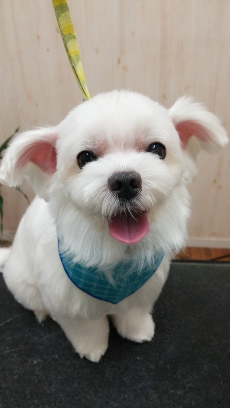 f:id:syakublo:20180923231358j:plain