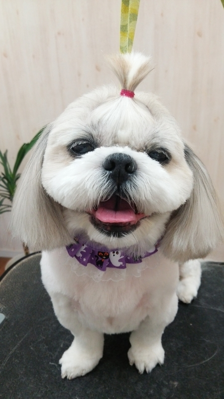 f:id:syakublo:20181008161418j:plain