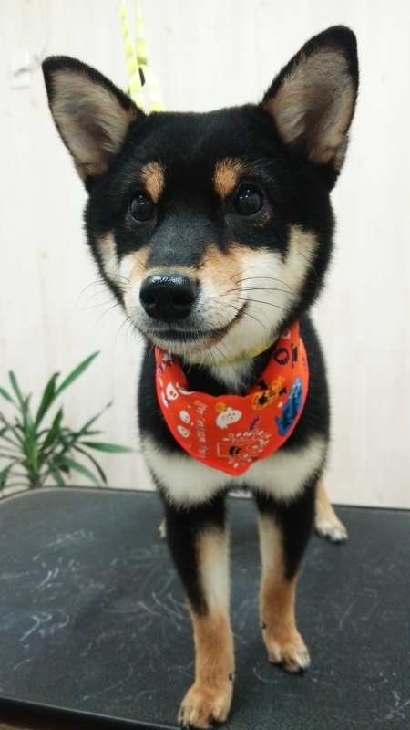f:id:syakublo:20181008161426j:plain