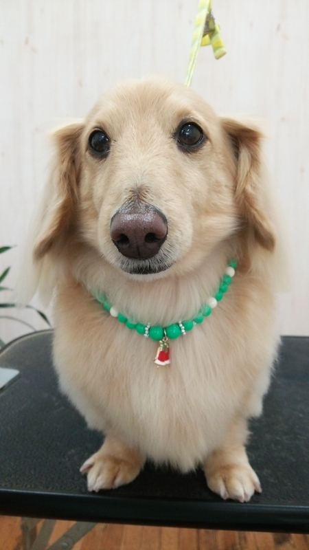 f:id:syakublo:20181228142203j:plain