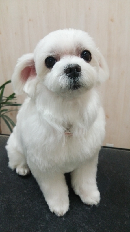 f:id:syakublo:20181228142301j:plain