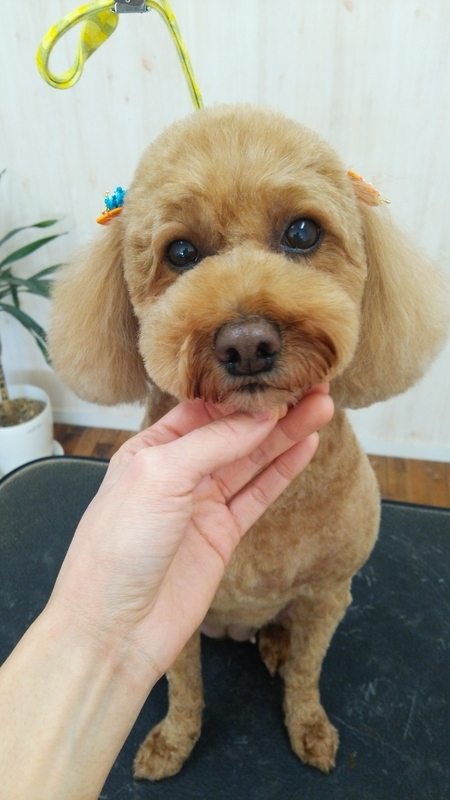 f:id:syakublo:20181228142343j:plain