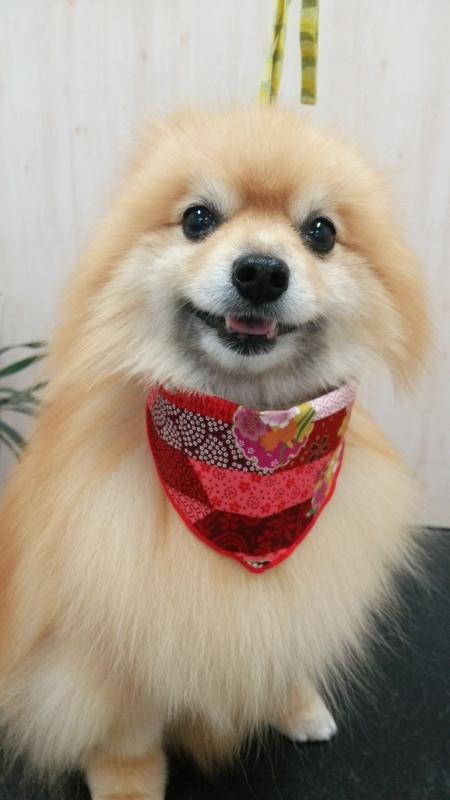 f:id:syakublo:20181230160557j:plain