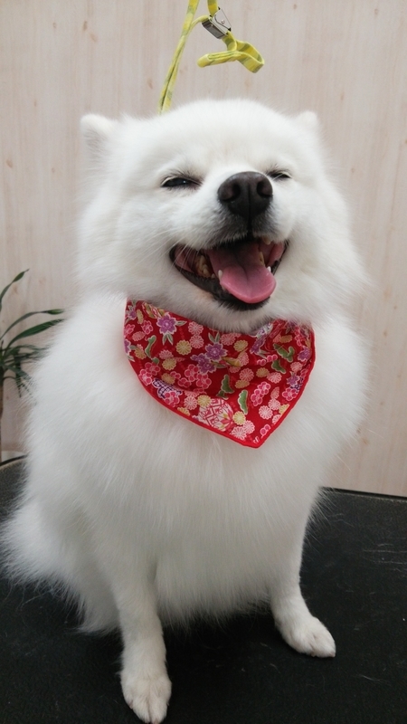 f:id:syakublo:20181230160605j:plain