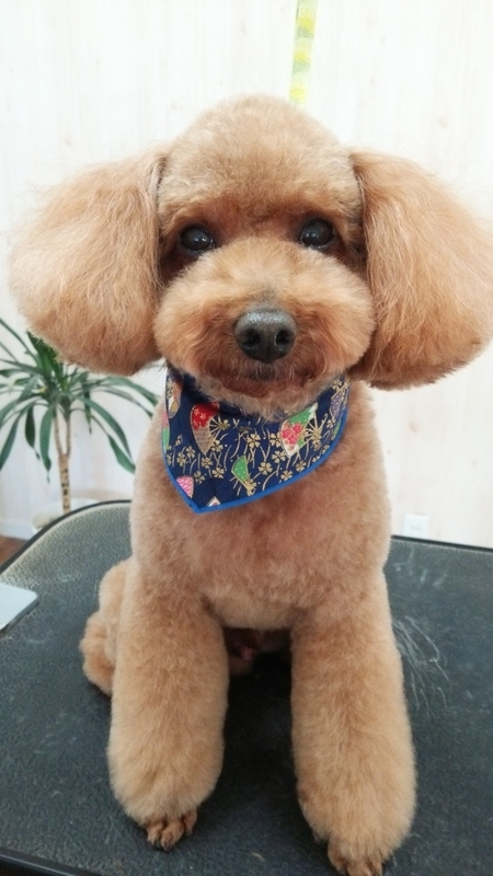 f:id:syakublo:20181231102519j:plain