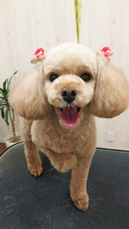f:id:syakublo:20181231102527j:plain