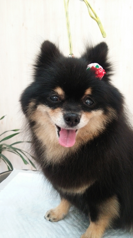 f:id:syakublo:20190101115312j:plain