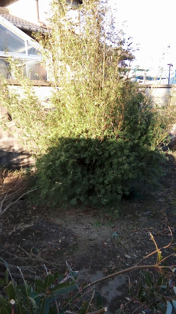 f:id:syakuyonotutu:20170129211351j:plain