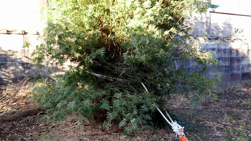 f:id:syakuyonotutu:20170129211638j:plain