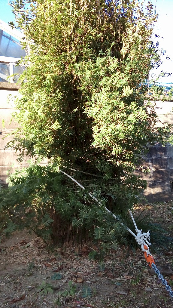 f:id:syakuyonotutu:20170129211700j:plain