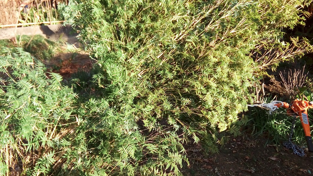 f:id:syakuyonotutu:20170129212018j:plain