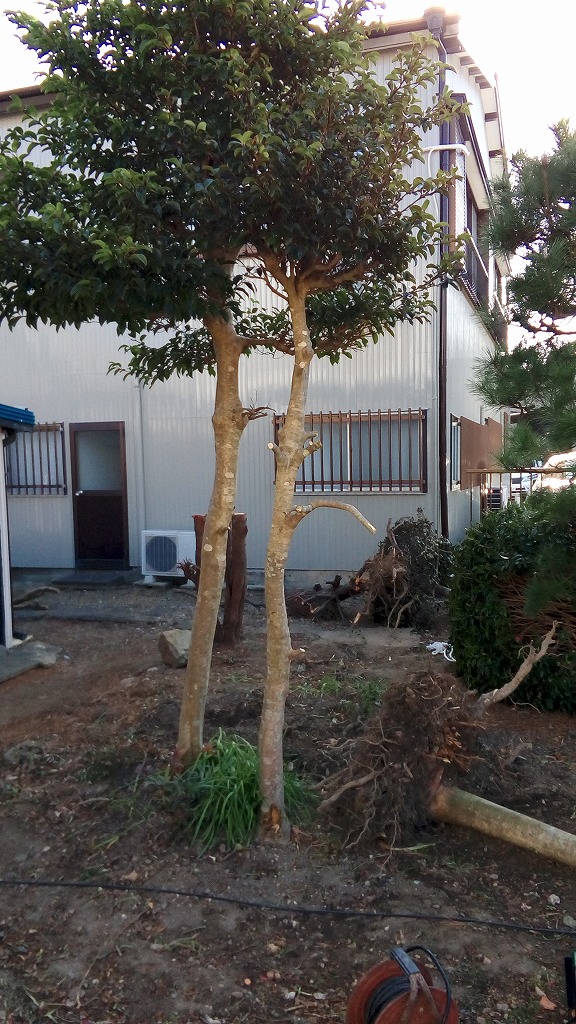 f:id:syakuyonotutu:20170129212227j:plain