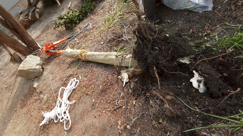 f:id:syakuyonotutu:20170129212659j:plain