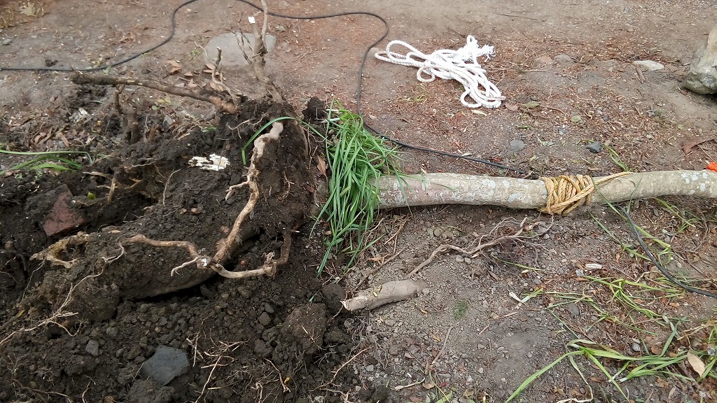 f:id:syakuyonotutu:20170129212843j:plain