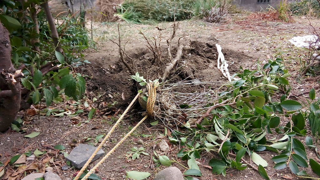 f:id:syakuyonotutu:20170129213020j:plain