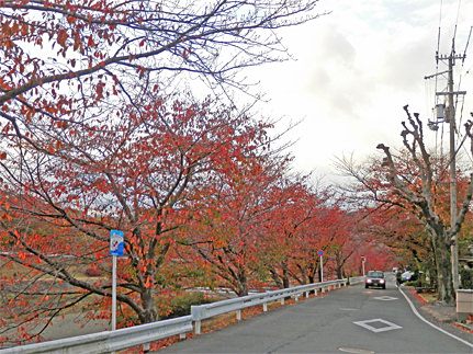 イメージ 13