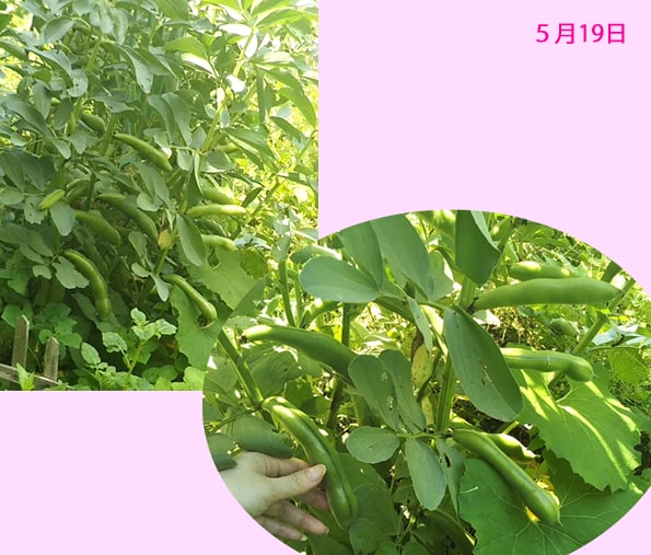 f:id:syandery:20210627211114j:plain