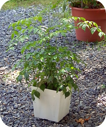f:id:syandery:20210722143833j:plain