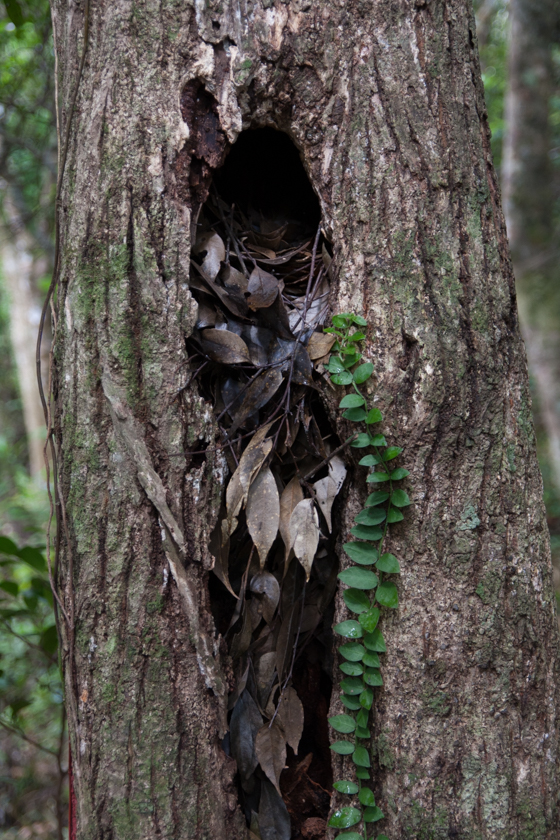 やんばるの森事情5-枯れ木の効能 - 生きもの千夜一話 by 金井塚務