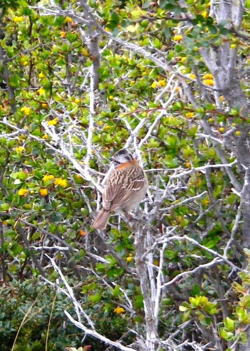 [アルゼンチン][鳥類]