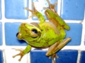 [Masked Tree frog][コスタリカ][蛙]