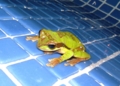 [Masked Tree frog][コスタリカ][蛙]