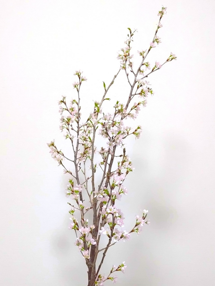 啓翁桜 - のうさぎの部屋