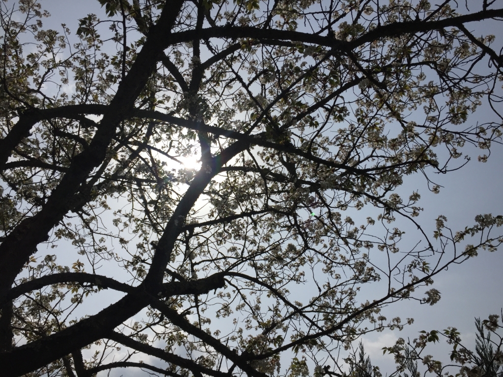 f:id:syha:20180410231025j:plain