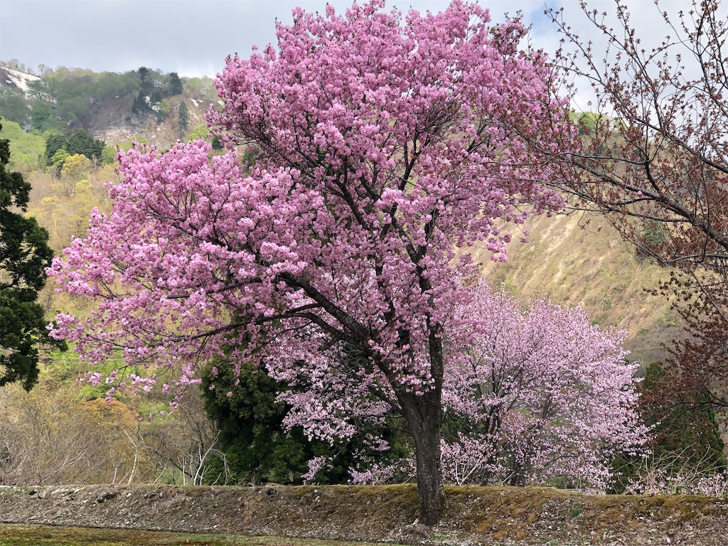 f:id:syidish:20190505055457j:image f:id:syidish:20190505055457j:image