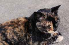 f:id:sykmelo:20080913181302j:image