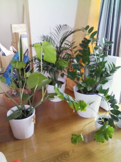 f:id:sykmelo:20081014135424j:image