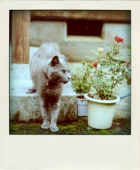 f:id:sykmelo:20081206141306j:image