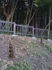 f:id:sykmelo:20090411165116j:image