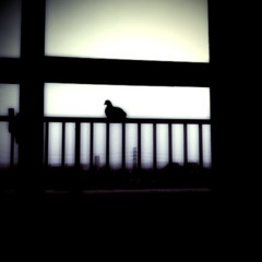 f:id:sykmelo:20090416154019j:image