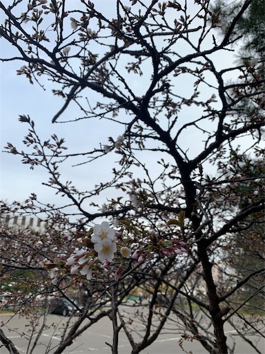 f:id:sykmp:20260419112009j:image