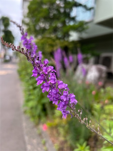 f:id:sykmp:20260815215705j:image