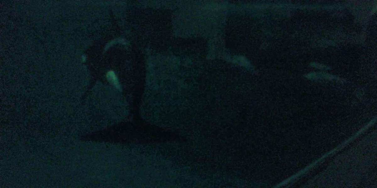 f:id:sylphes:20210403154731j:plain