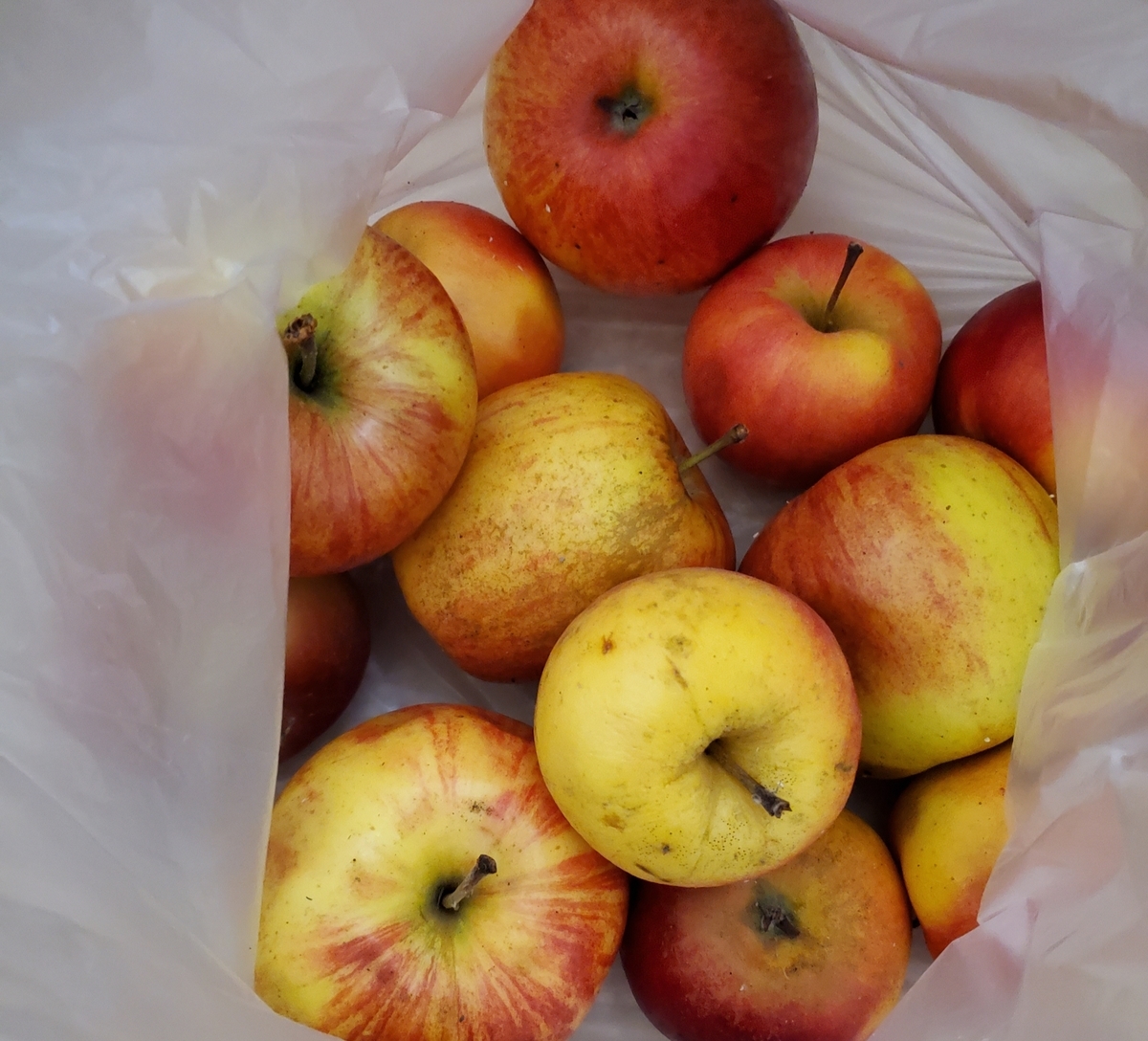 f:id:sylvaniantedukuri:20191027200041j:plain