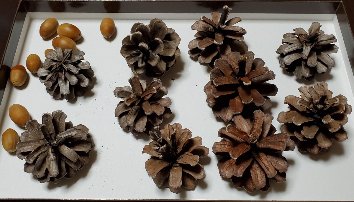 f:id:sylvaniantedukuri:20191217212558j:plain