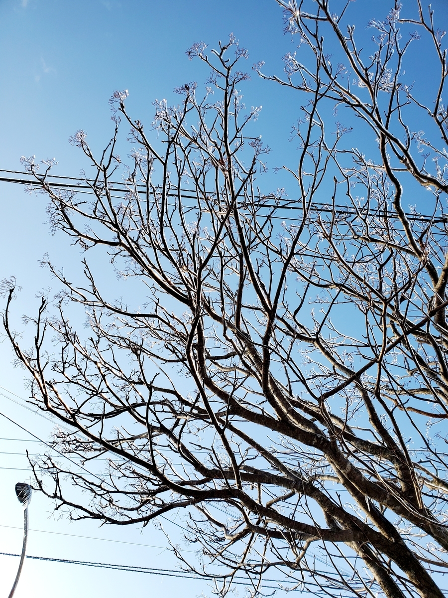 f:id:sylvaniantedukuri:20210303164537j:plain