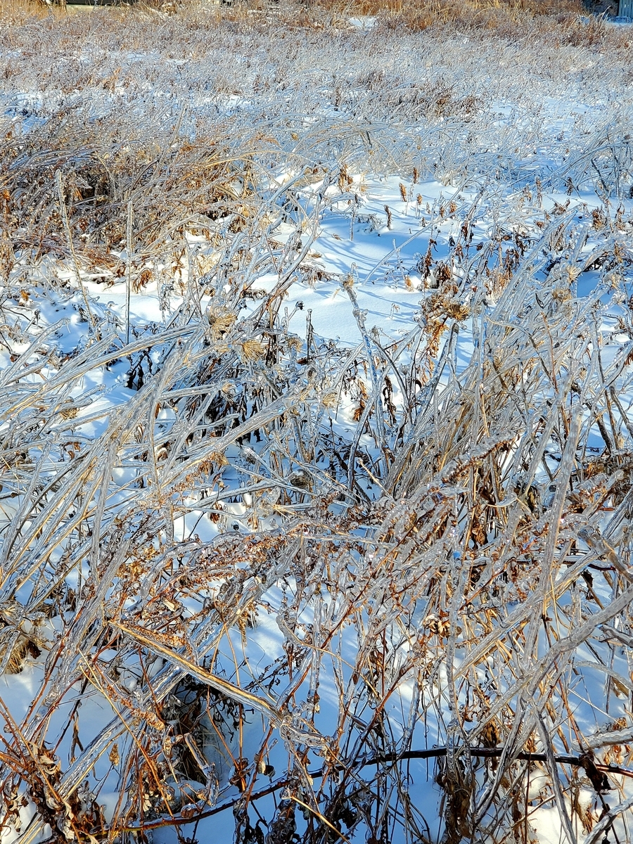 f:id:sylvaniantedukuri:20210303164645j:plain
