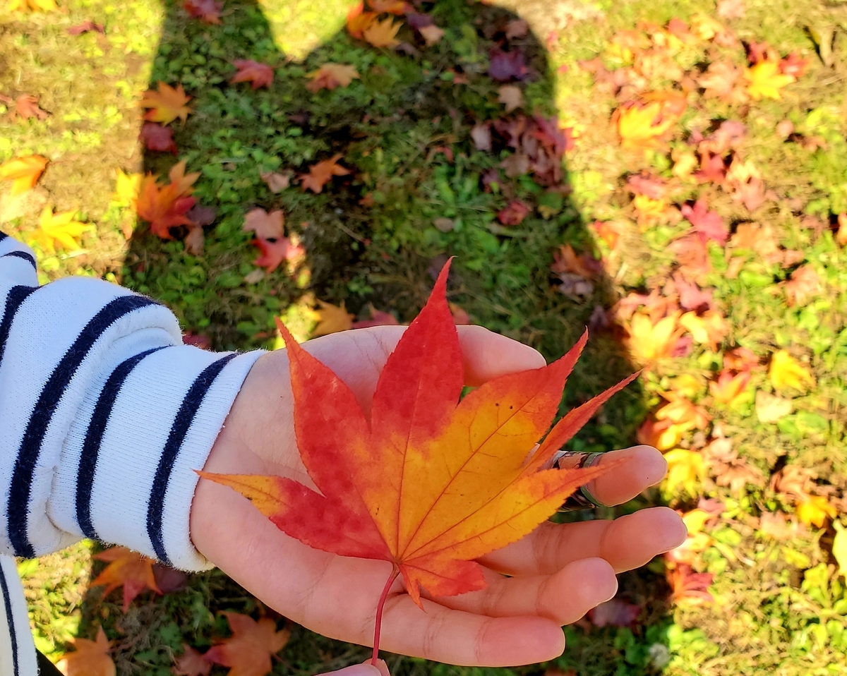 f:id:sylvaniantedukuri:20211101001126j:plain