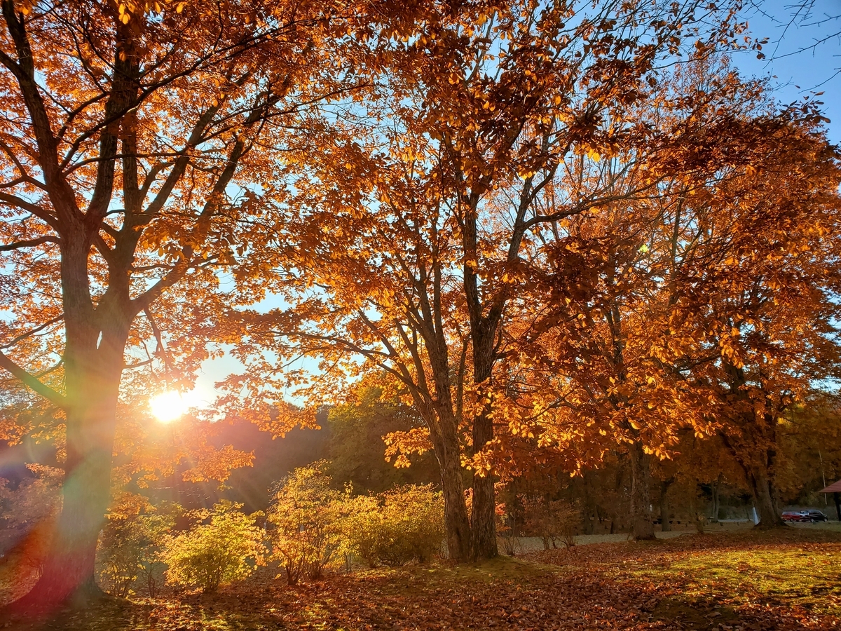 f:id:sylvaniantedukuri:20211101001440j:plain