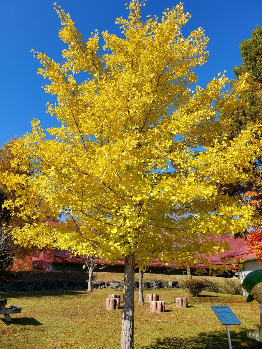 f:id:sylvaniantedukuri:20211101001512j:plain