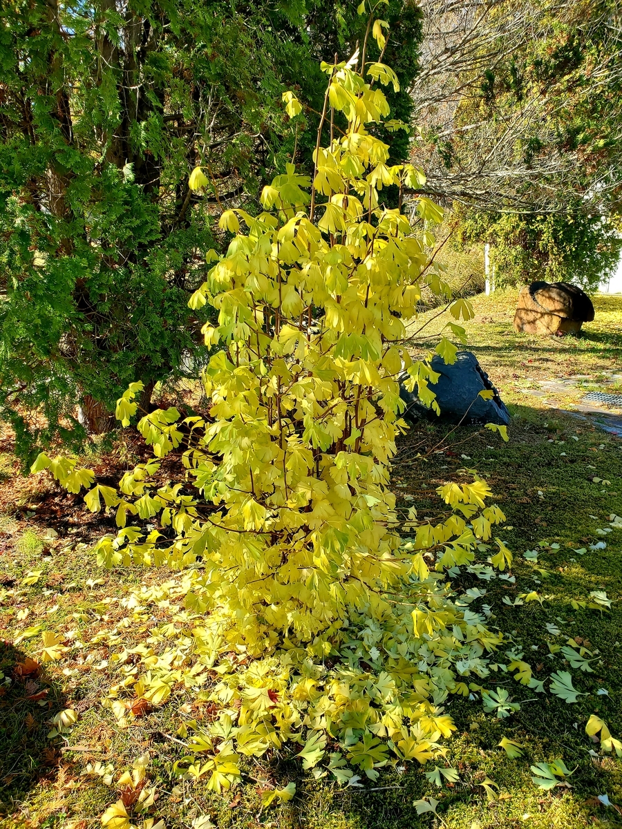 f:id:sylvaniantedukuri:20211101001537j:plain