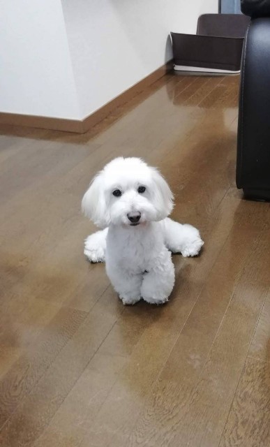 f:id:symp:20190303221236j:image