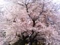 満開の桜（その２）