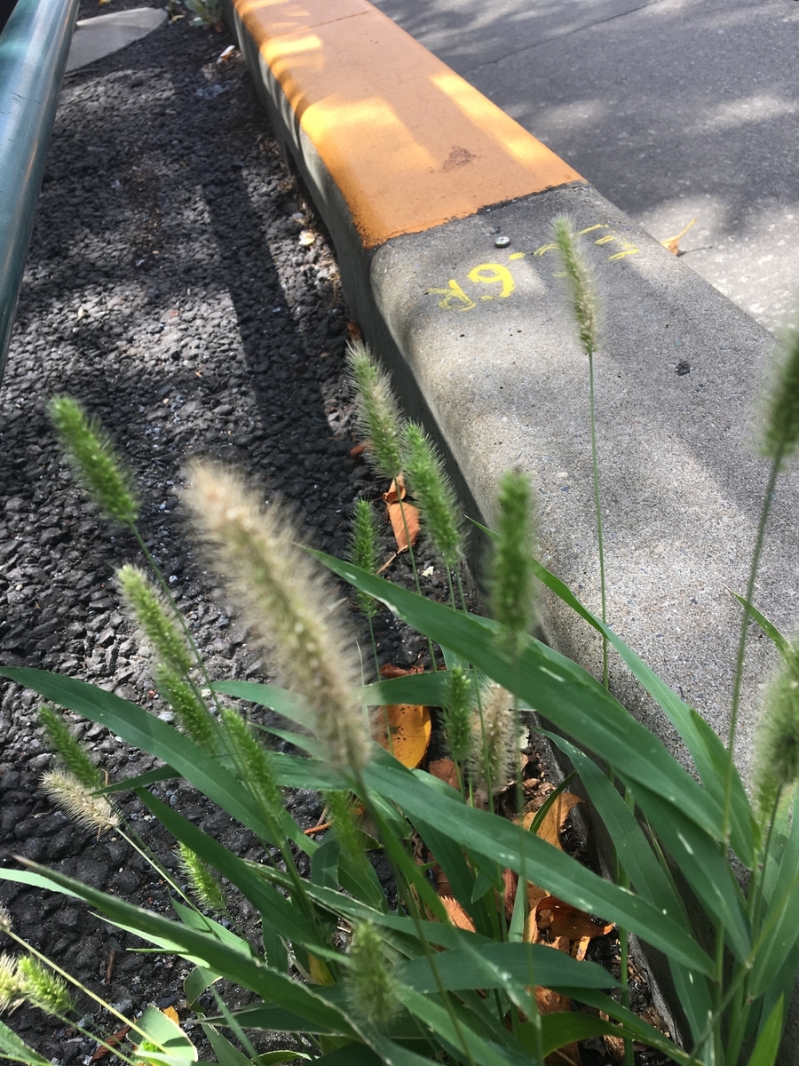 f:id:synechocystis:20190907112007j:plain