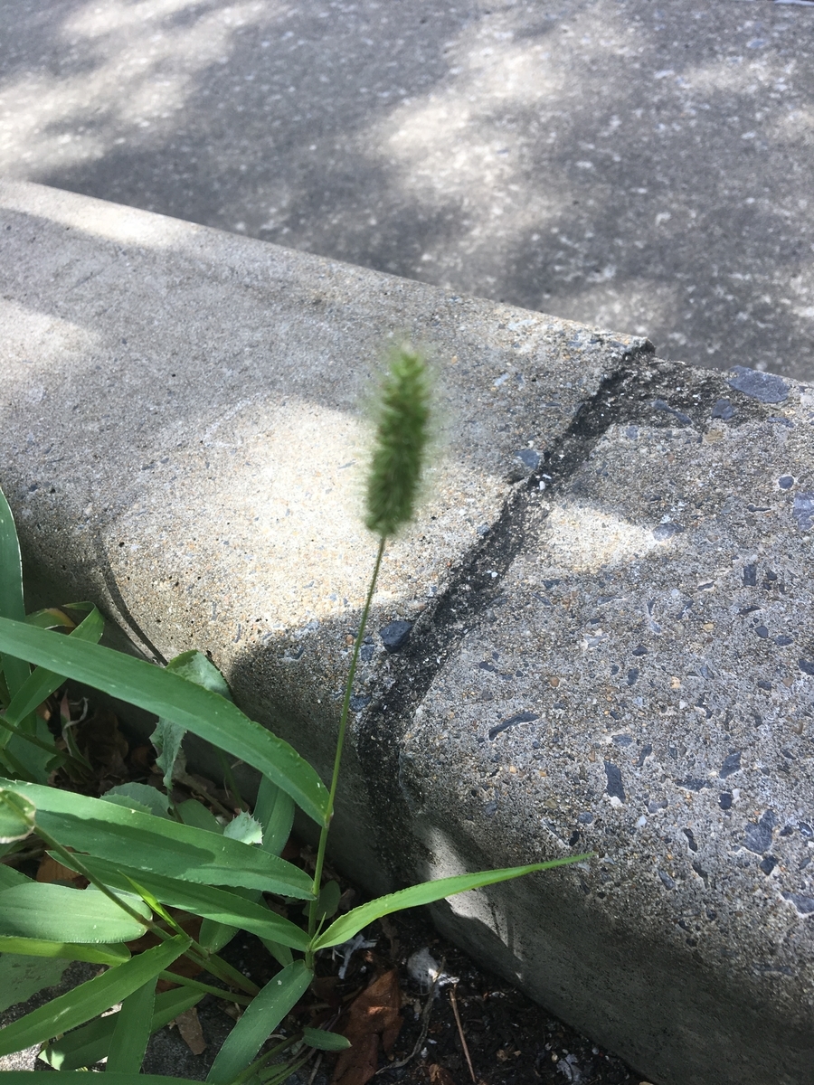 f:id:synechocystis:20190907112010j:plain