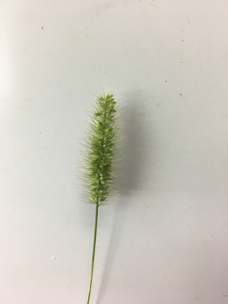 f:id:synechocystis:20190907112616j:plain